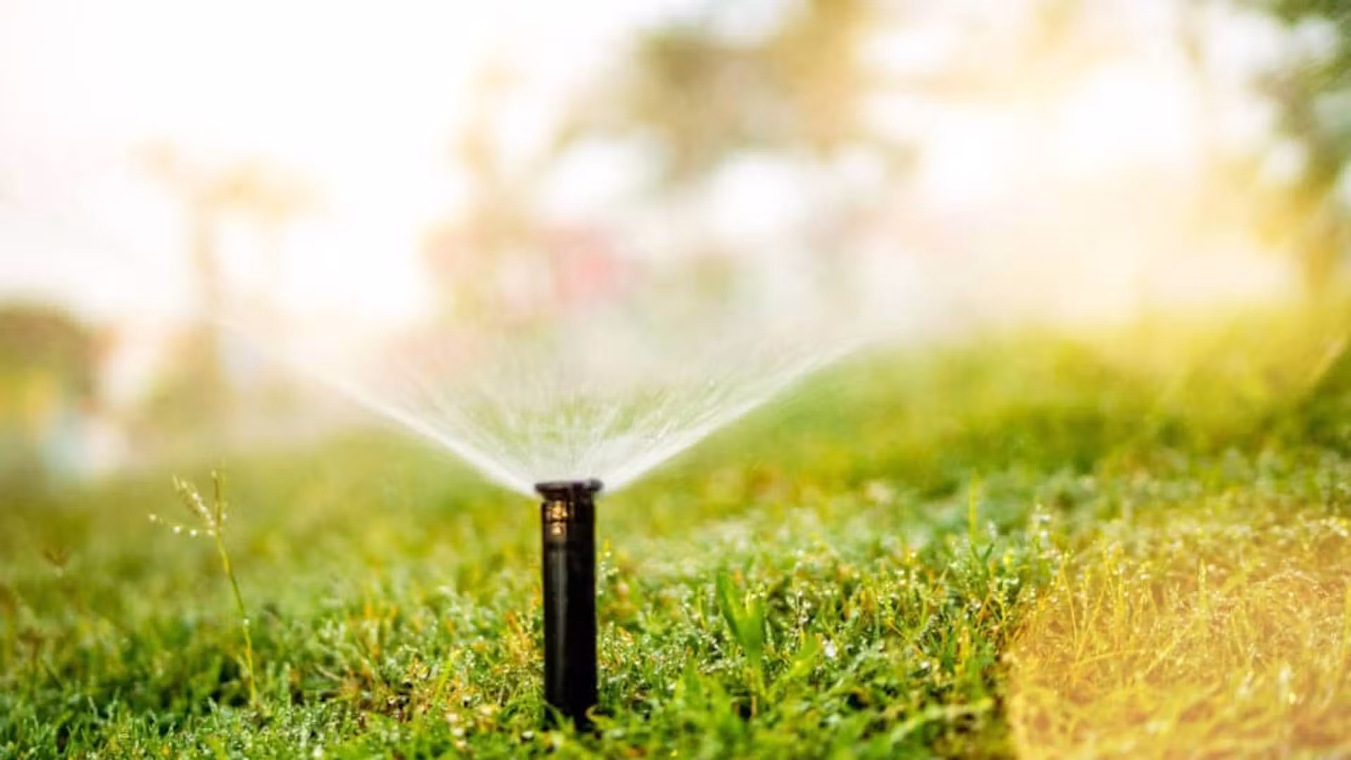 How Smart Irrigation Systems Save Water and Money